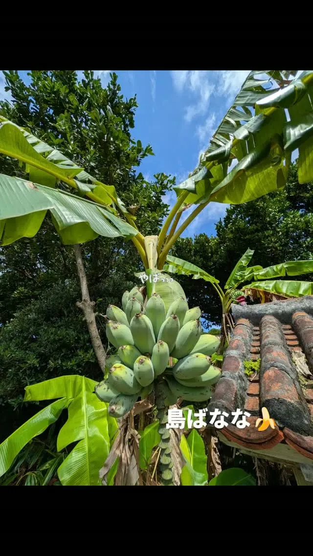 完熟すると一般的なバナナよりも甘みが強く、もっちりした食感に...